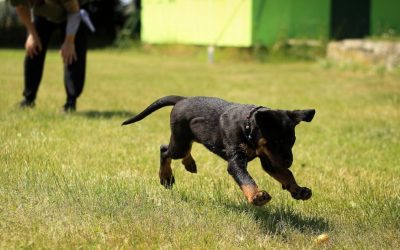 Guide pour choisir le meilleur dresseur de chiens