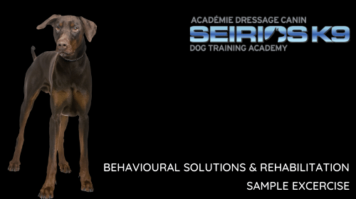 Watch the dog training video