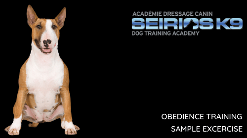 Watch the dog training video