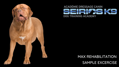 Watch the dog training video