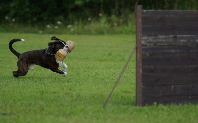 Dressage Canin: à quoi s&rsquo;attendre