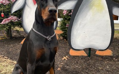 Bruce’s Transformation: From “Untrainable” to Unstoppable