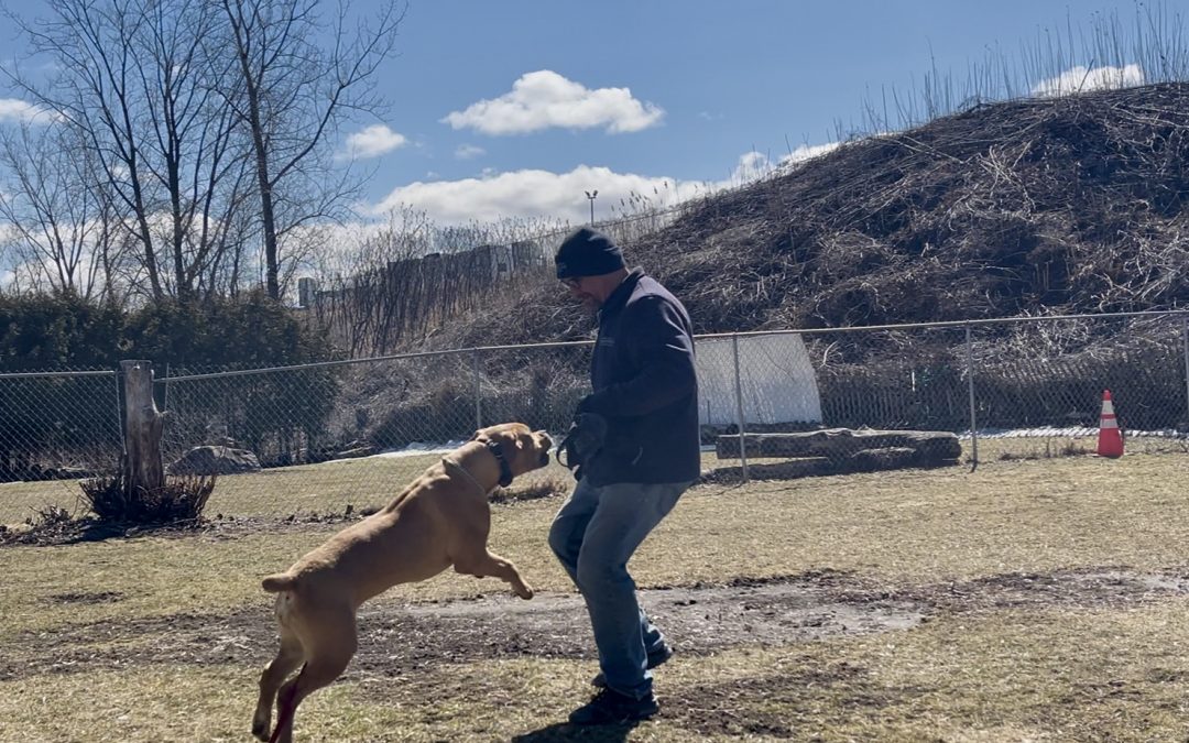 Play With Purpose: Unlocking Your Dog’s Full Potential