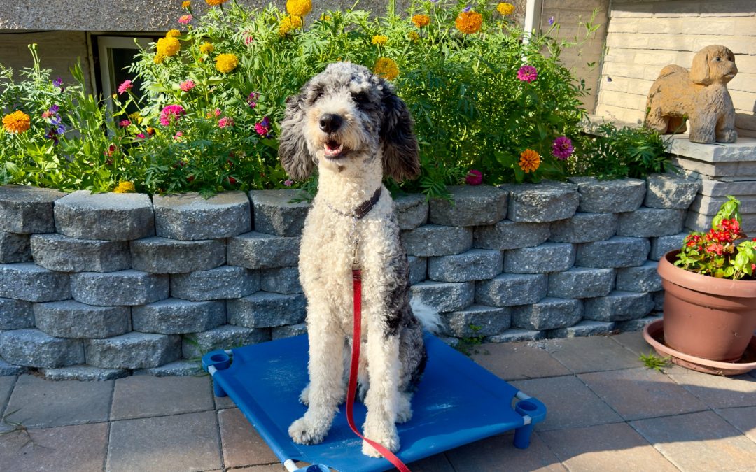 Apprendre la commande Place à son chien avant les visites